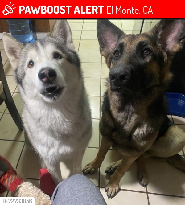 Lost Male Dog last seen Planet fitness on Peck road, El Monte, CA 91731