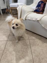 Found/Stray Male Dog last seen Superior markets de Linwood ca teddy y Long Beach , Los Angeles, CA 90059