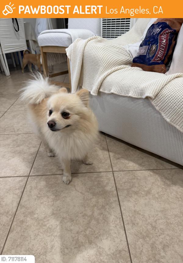 Found/Stray Male Dog last seen Superior markets de Linwood ca teddy y Long Beach , Los Angeles, CA 90059