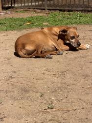 Found/Stray Female Dog last seen Near n grand ave west covina, Covina, CA 91724