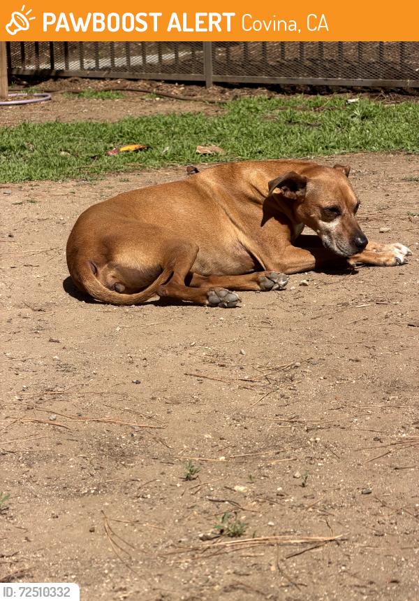 Found/Stray Female Dog last seen Near n grand ave west covina, Covina, CA 91724