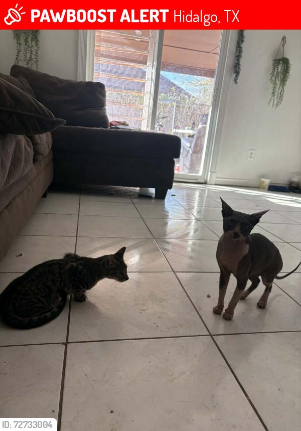 Lost Male Cat last seen near e boganbilia, Hidalgo, TX 78557