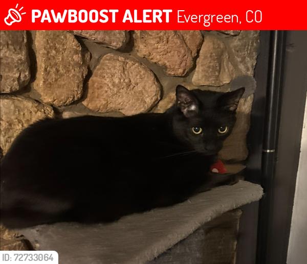 Lost Male Cat last seen Hwy 74 and North Turkey Creek, Evergreen, CO 80439