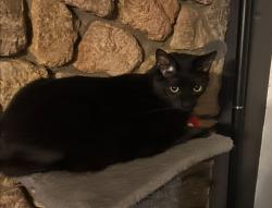 Lost Male Cat last seen Hwy 74 and North Turkey Creek, Evergreen, CO 80439