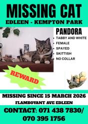 Lost Female Cat last seen Klapper, Kempton Park, GP 1619