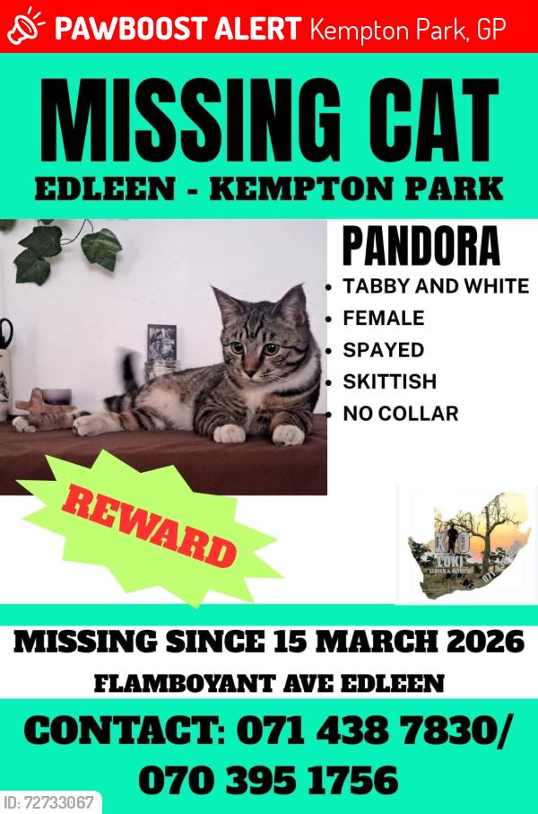 Lost Female Cat last seen Klapper, Kempton Park, GP 1619