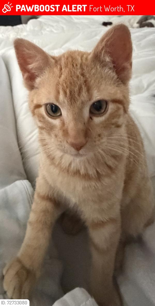 Lost Male Cat last seen Near Bull Run Fort Worth TX, Fort Worth, TX 76177
