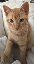 Lost Male Cat last seen Near Bull Run Fort Worth TX, Fort Worth, TX 76177