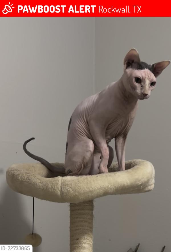 Lost Male Cat last seen Tubbs & Trout , Rockwall Texas , Rockwall, TX 75032