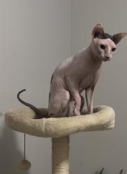 Lost Male Cat last seen Tubbs & Trout , Rockwall Texas , Rockwall, TX 75032