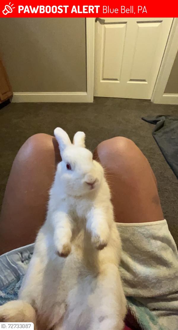 Lost Female Rabbit last seen Blue Bell Country Club, Blue Bell, PA 19422