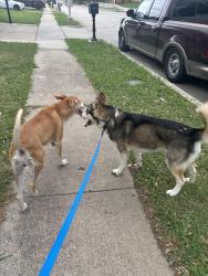 Found/Stray Male Dog last seen Near east Springdale lane Grand Prairie Texas, Grand Prairie, TX 75052