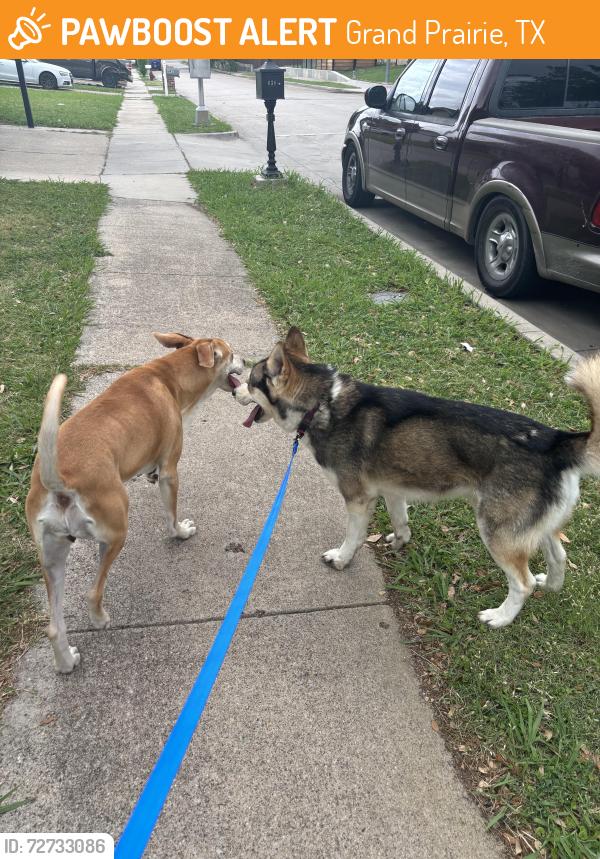 Found/Stray Male Dog last seen Near east Springdale lane Grand Prairie Texas, Grand Prairie, TX 75052