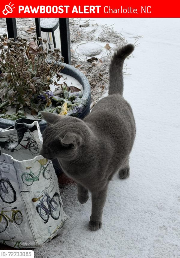 Lost Male Cat last seen Strawberry Hill apts. Providence @Sardis rd, Charlotte, NC 28211