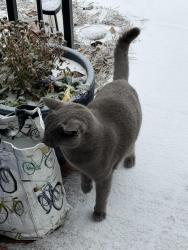 Lost Male Cat last seen Strawberry Hill apts. Providence @Sardis rd, Charlotte, NC 28211
