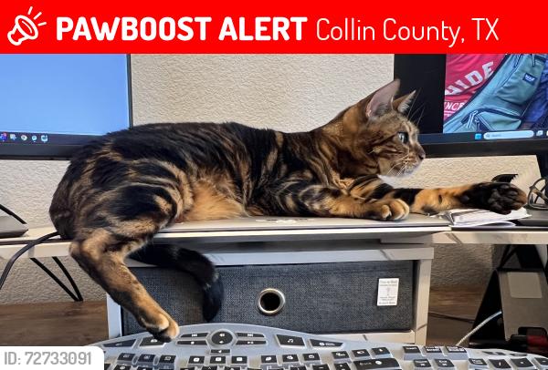 Lost Female Cat last seen Hwy 78 and Hwy 6, Collin County, TX 75173