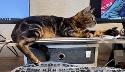Lost Female Cat last seen Hwy 78 and Hwy 6, Collin County, TX 75173