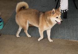 Lost Male Dog last seen ey Dr La mesa, Casa de Oro-Mount Helix, CA 91941