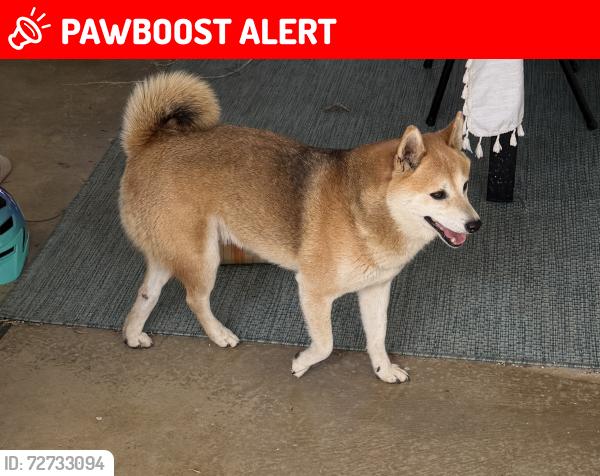 Lost Male Dog last seen ey Dr La mesa, Casa de Oro-Mount Helix, CA 91941