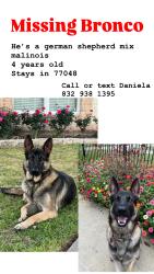 Lost Male Dog last seen Minnetex , Houston, TX 77048