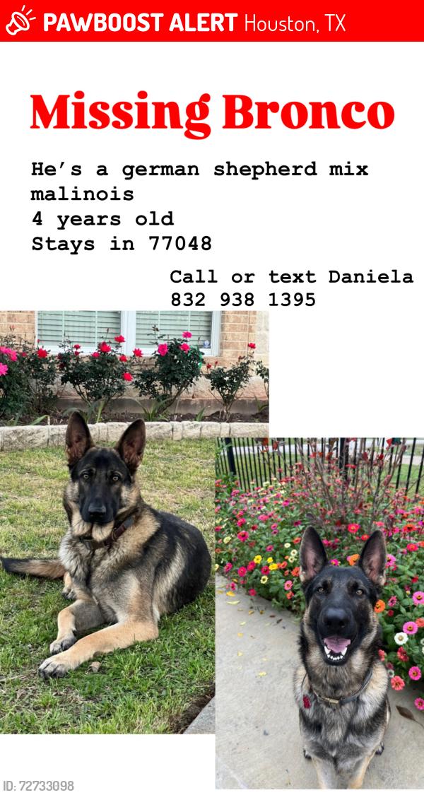 Lost Male Dog last seen Minnetex , Houston, TX 77048