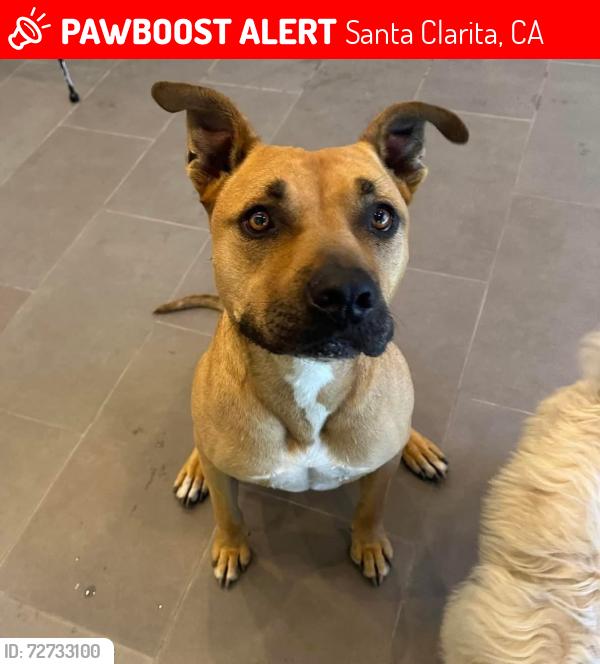 Lost Male Dog last seen Race st , Santa Clarita, CA 91321