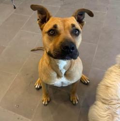 Lost Male Dog last seen Race st , Santa Clarita, CA 91321