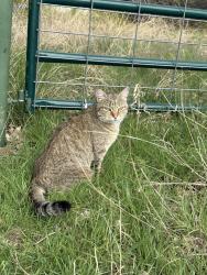 Found/Stray Female Cat last seen Near Jellison blvd , Duncanville, TX 75116