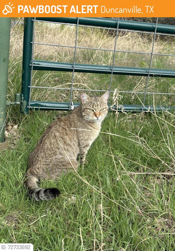 Found/Stray Female Cat last seen Near Jellison blvd , Duncanville, TX 75116