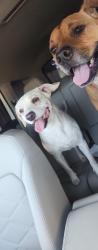 Found/Stray Female Dog last seen Twin & Redwood, Las Vegas, NV 89146
