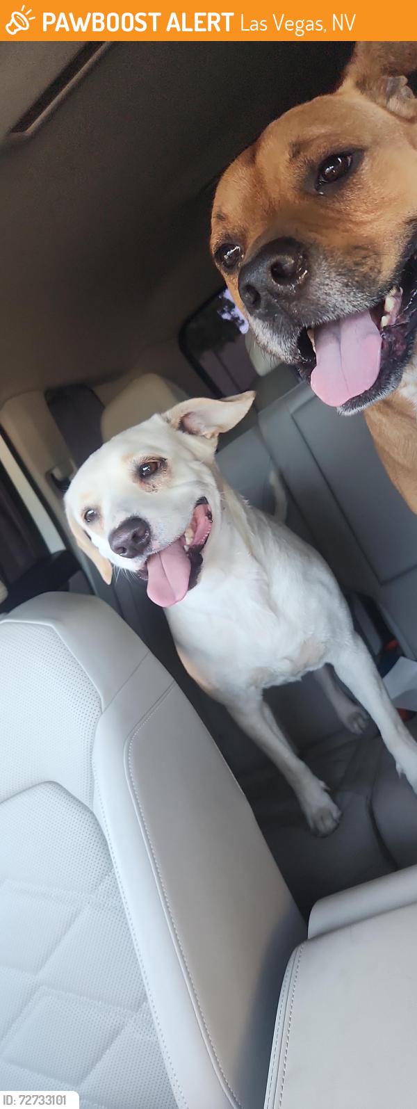 Found/Stray Female Dog last seen Twin & Redwood, Las Vegas, NV 89146