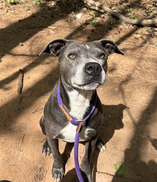 Shelter Stray Male Dog last seen CHARLOTTE, Charlotte, NC 28217