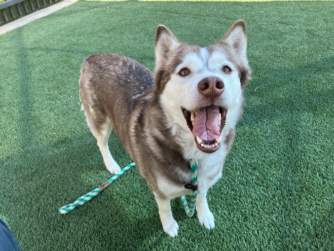 Shelter Stray Female Dog last seen , Los Angeles, CA 90031