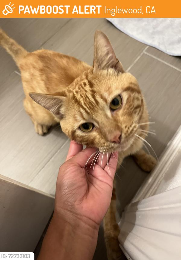 Found/Stray Male Cat last seen Manchester & 3rd Avenue, Inglewood, CA 90305
