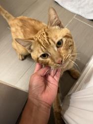 Found/Stray Male Cat last seen Manchester & 3rd Avenue, Inglewood, CA 90305