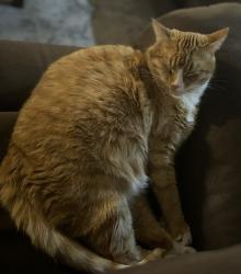 Lost Male Cat last seen Marshall and nelson, Spokane, WA 99207