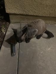 Found/Stray Unknown Cat last seen Ford , Newport Beach, CA 92660