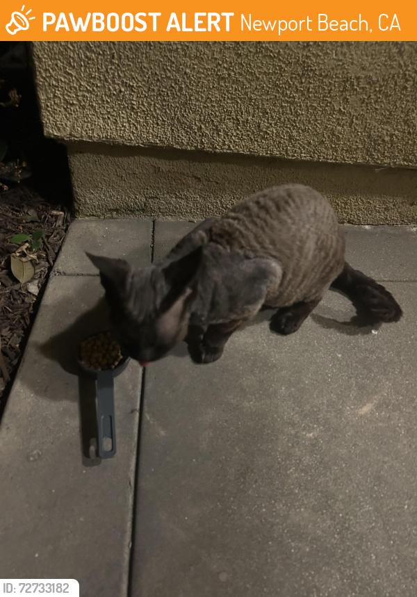Found/Stray Unknown Cat last seen Ford , Newport Beach, CA 92660