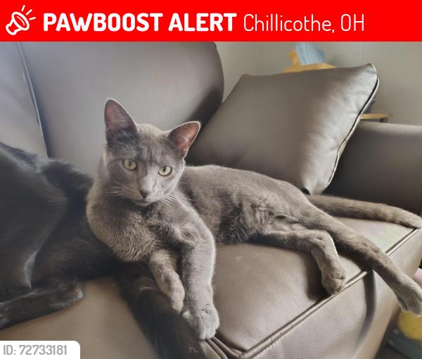 Lost Male Cat last seen Orange and piat, Chillicothe, OH 45601
