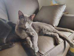 Lost Male Cat last seen Orange and piat, Chillicothe, OH 45601
