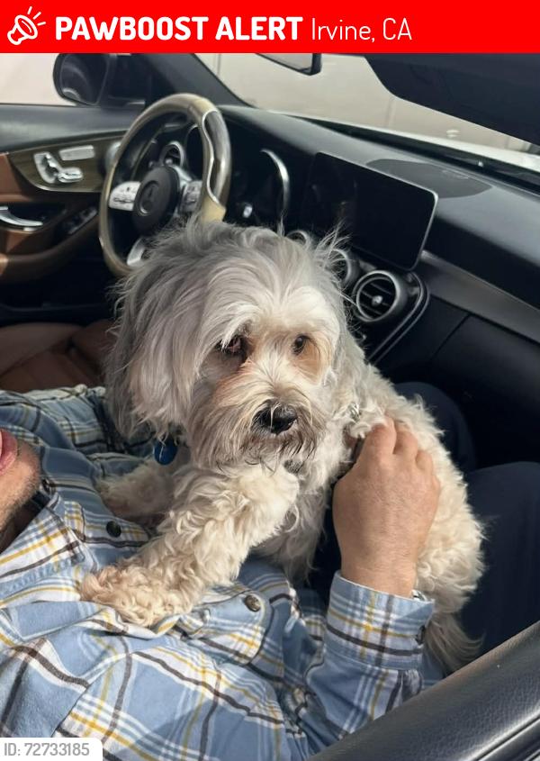 Lost Male Dog last seen Near eleven Alton and Technology , Irvine, CA 92618