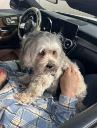 Lost Male Dog last seen Near eleven Alton and Technology , Irvine, CA 92618