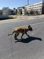 Found/Stray Female Dog last seen Roading Rd and Pioneer Rd, Stanislaus County, CA 95380