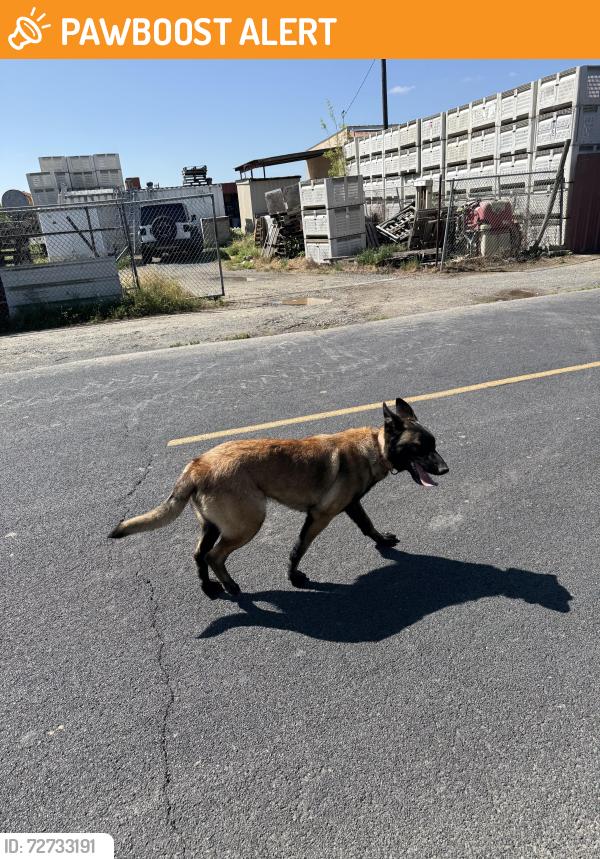 Found/Stray Female Dog last seen Roading Rd and Pioneer Rd, Stanislaus County, CA 95380