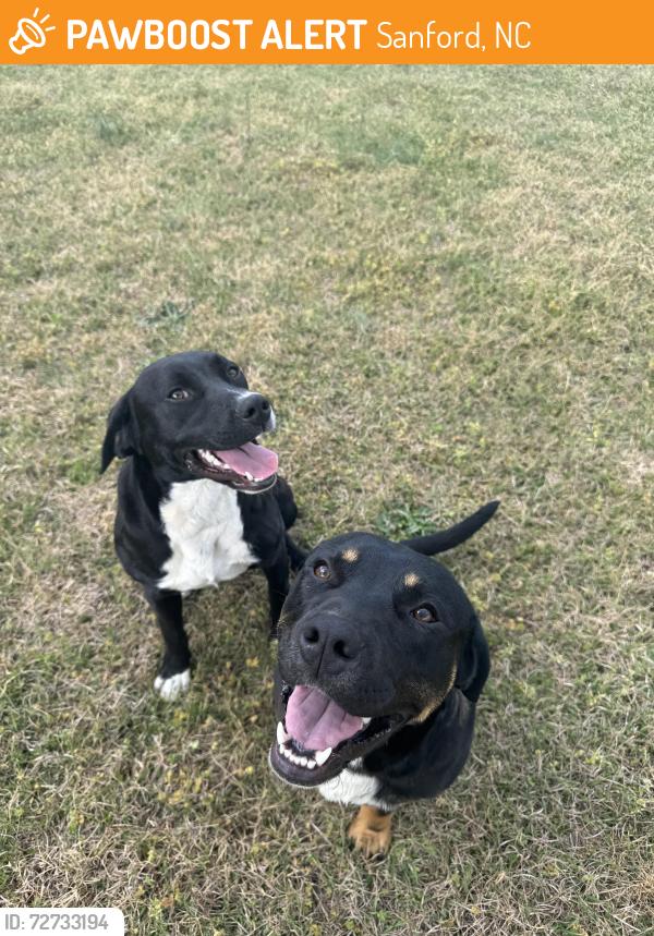 Found/Stray Male Dog last seen In the middle of the road, Sanford, NC 27330