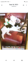 Lost Male Cat last seen Larry Utteck. Bosun run, Halifax, NS B3M
