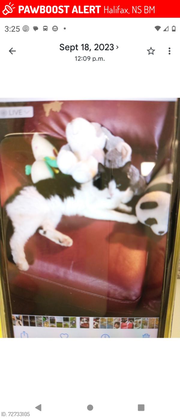 Lost Male Cat last seen Larry Utteck. Bosun run, Halifax, NS B3M