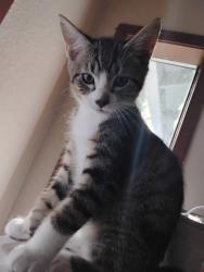 Lost Male Cat last seen NE 123rd st, Seattle, WA 98125