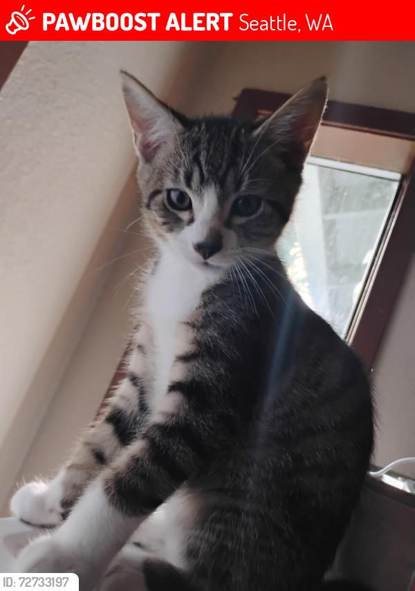 Lost Male Cat last seen NE 123rd st, Seattle, WA 98125
