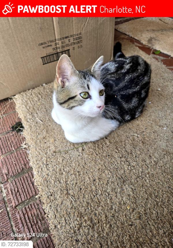 Lost Male Cat last seen Princess st, Charlotte, NC 28269